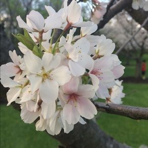 Meet your Posher, Areege